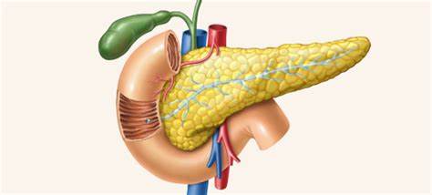 Поджелудочная железа - возможные заболевания, причины и лечение Картинка - Поджелудочная железа - возможные заболевания, причины и лечение