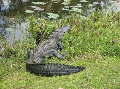 Everglades National Park 1 Fauna