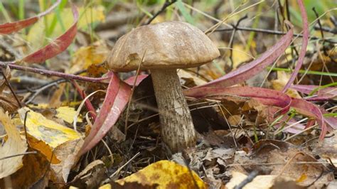 How To Identify Poisonous Mushrooms And Berries