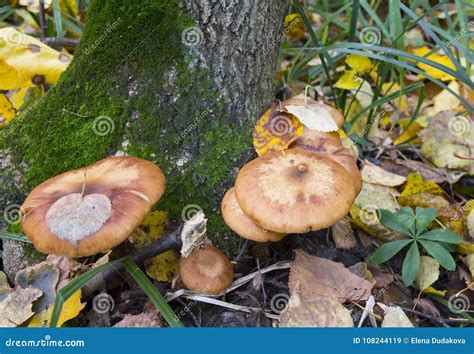 Edible Mushroom Armillaria Mellea Stock Image Image Of Brown Group