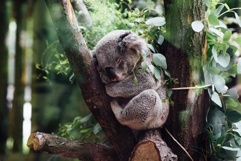 Are Australias Koala Bears In Danger Of Extinction