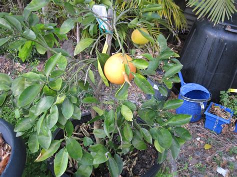 My Edible Fruit Trees Grapefruit Trees