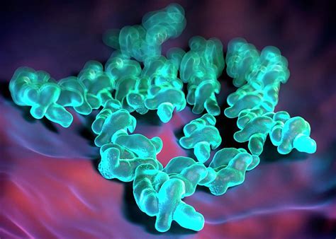 Campylobacter Jejuni Bacteria Photograph By Science Artworkscience
