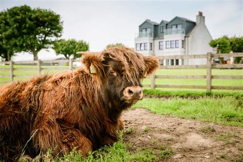 Where To See Highland Cows In Scotland Visitscotland