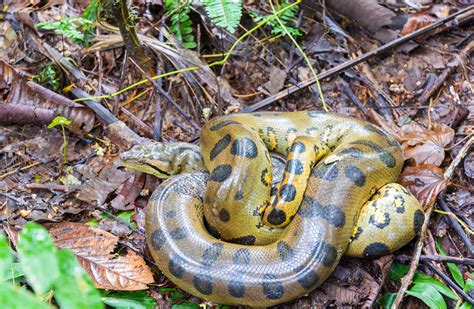 Largest Snake In The Amazon Top 10 Anaconda Facts Rainforest Cruises