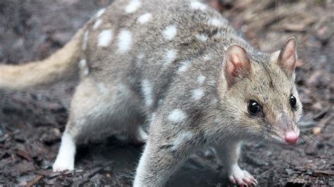 Eastern Quoll Born In The Wild After 50 Years World The Times