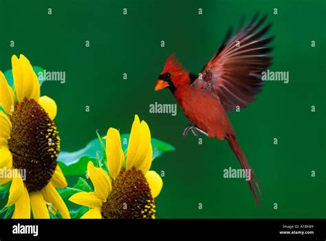 Male Northern Cardinal Cardinalis Cardinalis Flying In Wings