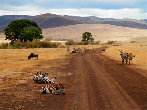 Séjour Tanzanie Serengetingorongoro And Tarangire Parc National