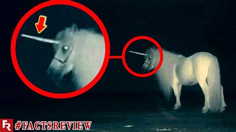 5 Unicorns Caught On Camera That Exist In Real Life Factsreview