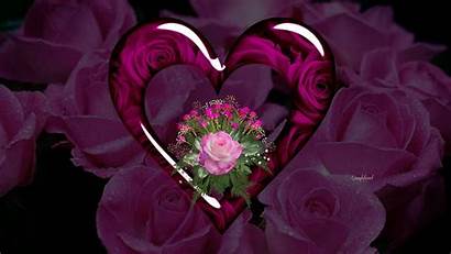Hearts Purple Roses Heart Wallpapers Rose Backgrounds