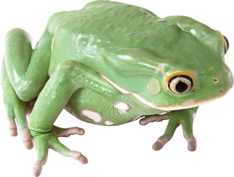Green Frog Png Image Purepng Free Transparent Cc0 Png Image Library