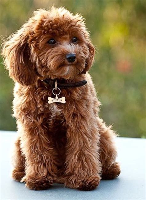 Poodle Mix Pup Cute Dogs Cute Animals Cute Puppies