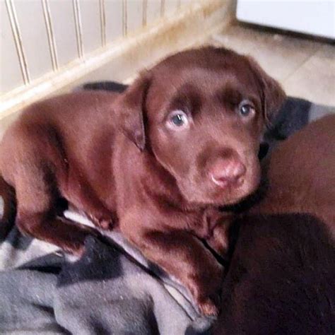 Century farm puppies has been breeding and raising cavachon puppies for over 25 years. Chocolate lab puppy in Westmoreland, Tennessee - Puppies ...