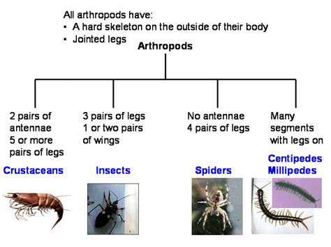 The Importance Of Arthropod Characteristics BioBubblePets