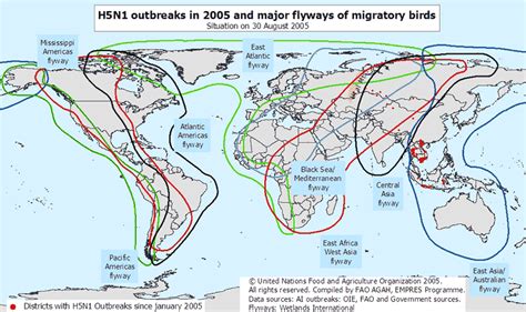 Zee Migration Of Birds