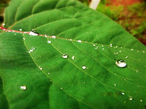 raindrops on leaf | Plant leaves, Leaves, Plants