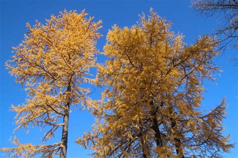 Larch Golden Autumn Trees Free Image Download