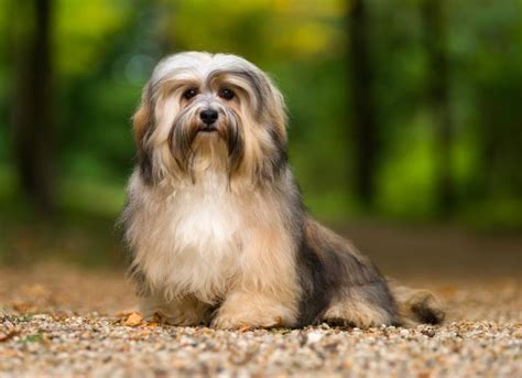 What Are The Congenital Diseases In A Havanese Puppy