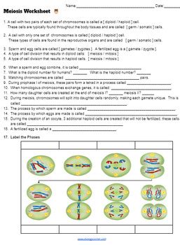 Meiosis Worksheet Key By Biologycorner Tpt