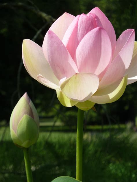 Free Images Flower Petal Bloom Summer Botany Pink Sacred Lotus