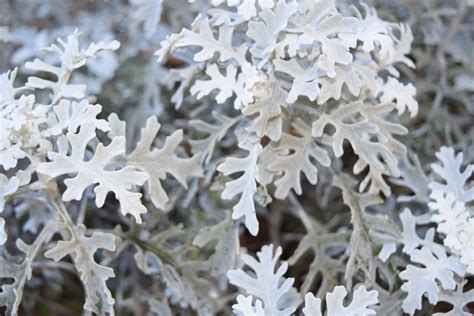 How To Grow And Care For Dusty Miller