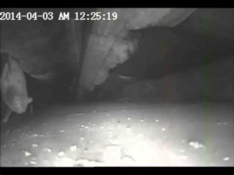 Can you find out what kind of critters if the noise of the animal in the attic is at night, it's probably raccoons, rats, or another nocturnal animal. Scratching Noise in Ceiling : Bats - YouTube