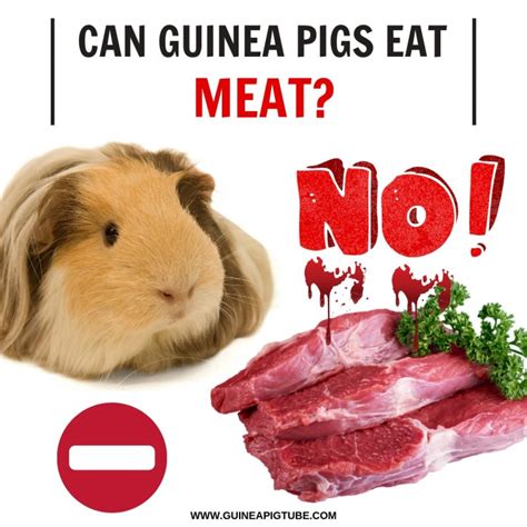 They do not require a particularly complicated menu, but they need to be given grass hay, healthy fresh vegetables, a moderate amount of quality pellets, and a good source of vitamin c. Can Guinea Pigs Eat Meat? - Guinea Pig Tube