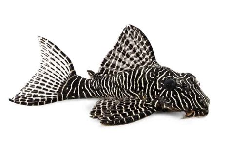 Small Pleco Fish Breeds 5 Types Of Plecos That Stay Small Aquarialy