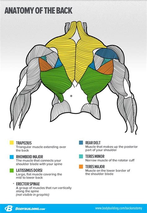 The muscles of the lower back help stabilize, rotate, flex, and extend the spinal column, which is a bony tower of 24 vertebrae that gives the body structure and houses the spinal cord. Your Blueprint For Building A Bigger Back | Muscle anatomy ...
