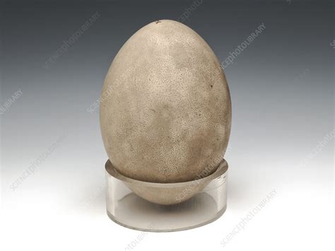 Rhea Egg Specimen Stock Image C0236630 Science Photo Library