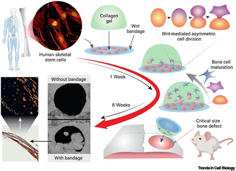 Wnt Signalling In Cell Division From Mechanisms To Tissue Engineering