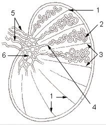 Normal anatomy of the testis. Rete testis - Wikipedia