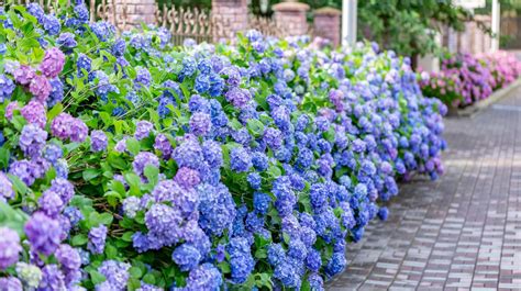 How To Grow And Take Care Of Hydrangeas