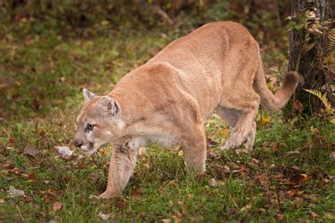 Adult Male Cougar Puma Concolor Prowls Left Stock Photo Image Of
