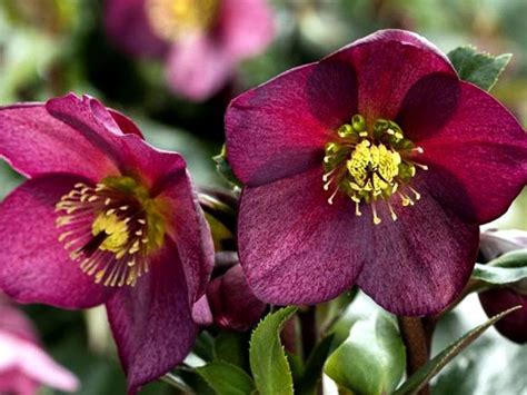 11 Best Winter Flower For Your Garden Winter Garden Shade Perennials