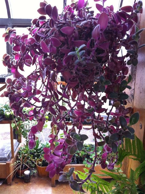 Purple Trailing House Plants Danette Harness