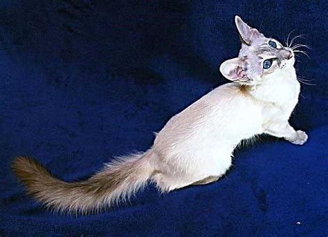 Balinese Cat Characteristics Care And Price Information 2023