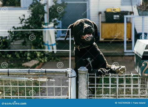 Aggressive Barking Dog Behind Fence Guarding Garden Stock Photo