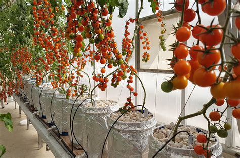 Hydroponic Dutch Bucket System Loads Of Sweet Juicy Cherry Tomatoes