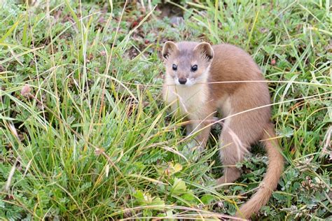mountain weasel ai qinghai province  tang junchinabirdtour flickr photo sharing