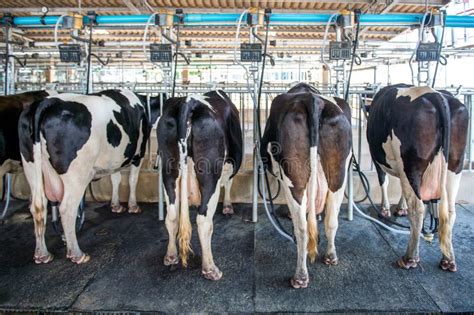 Cows In Farm Cow Milking Facility With Modern Milking Machines Stock