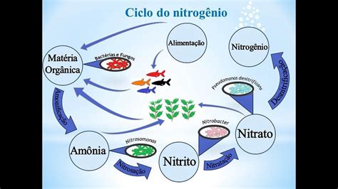 Ciclo Do Nitrogenio Aquario