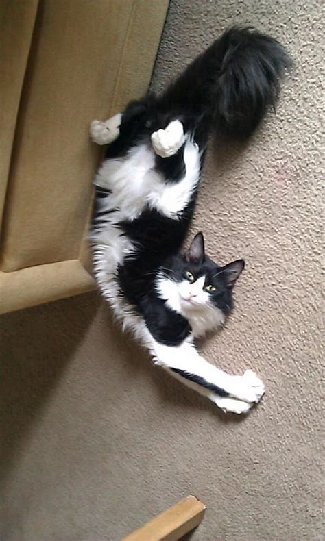 Zona informasi kucing ras , persia , anggora, kampung, gambar foto kucing lucu, perawatan, penyakit, info harga dan tempat jual beli, kesehatan, breeding dan ternak. Kumpulan Gambar Kucing Anggora Cantik dan Lucu Terbaru 2018