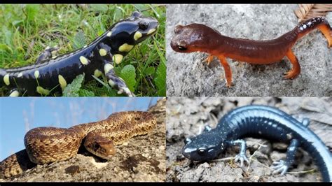 California Herping Bay Area 2021 Fantastic Salamanders And Late