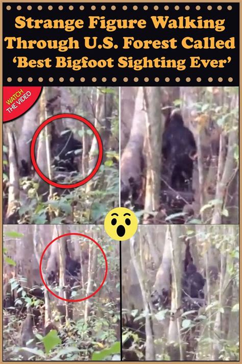 Strange Figure Walking Through Us Forest Called ‘best Bigfoot