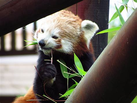 Kostenloses Foto Rot Panda Roter Panda Essen Sitzen Tier