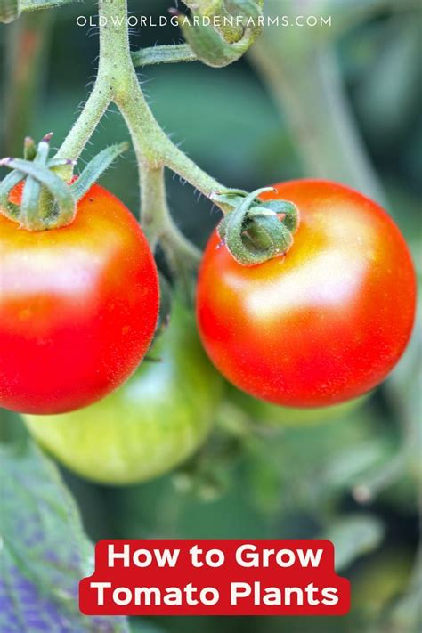How To Grow Healthy Tomato Plants 6 Simple Secrets To A Big Harvest
