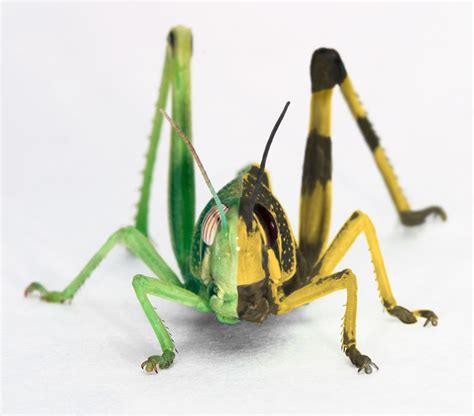 Epigenetics And Locust Life Phase Transitions Journal Of Experimental