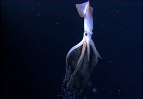 Incredibly Rare Underwater Footage Of A Deep Sea Squid