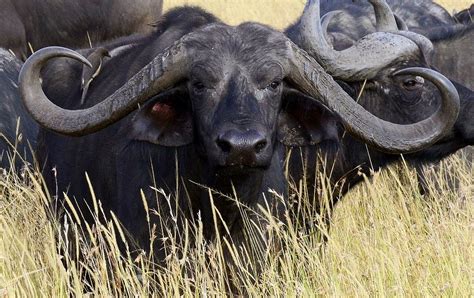 Cape Buffalo From Elsen Karstads Pic A Day Kenya Cape Buffalo